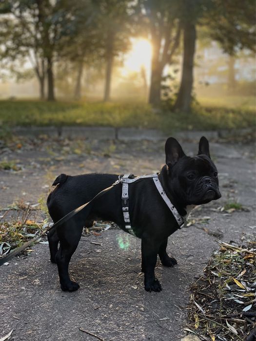 Для штучного запліднення! Голубогенний Француз Бульдог тільки м. Ніжин