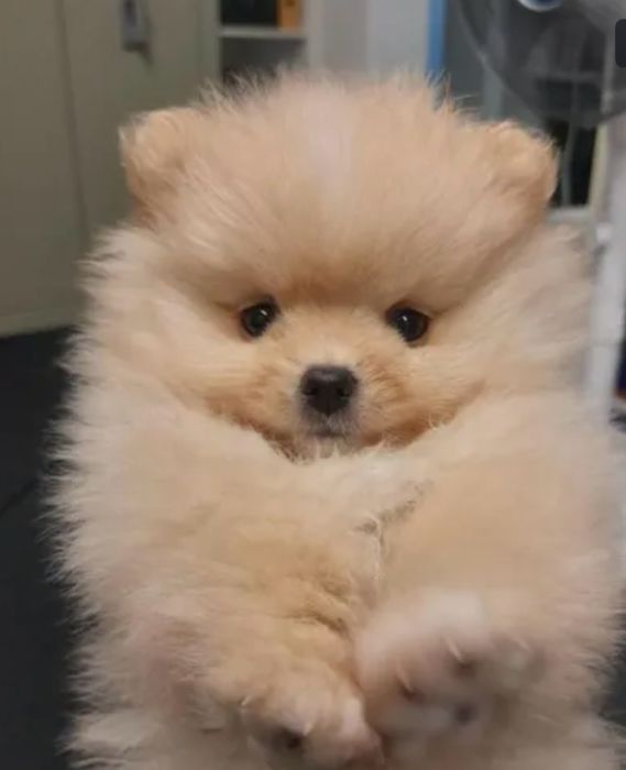 Lulu da pomeranea  menino