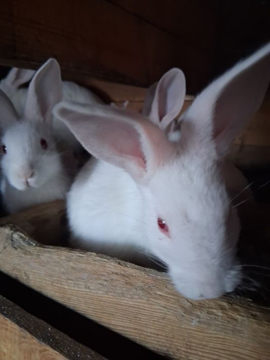 9 Krolikow Termondzkich