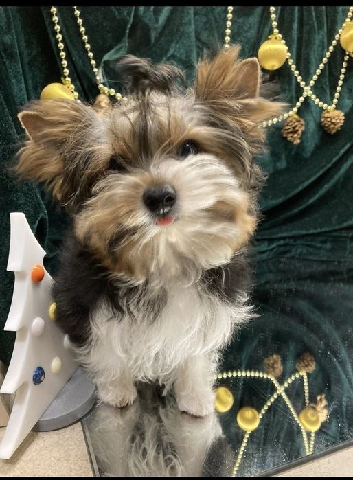 Пухнасті янголятка дівчатка, є з різними очима