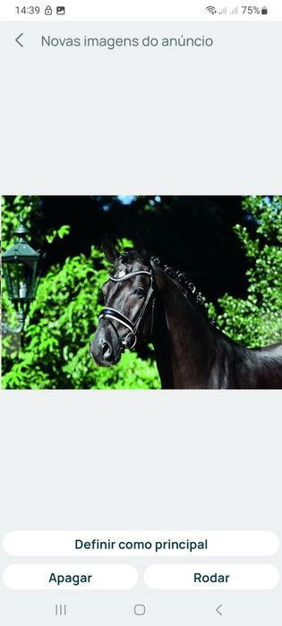 Oldenburger CAVALO de Sporto