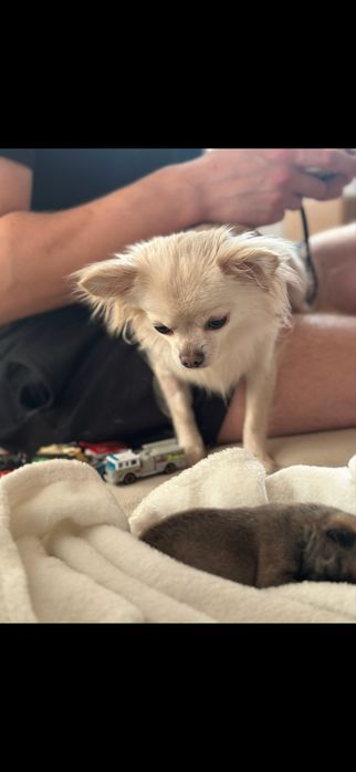 Sunia dorosła dlugowlosa kremowa hodowlana chihuahua 1.5 letnia