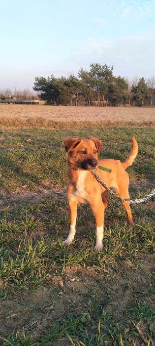 Sali szuka domu na zawsze