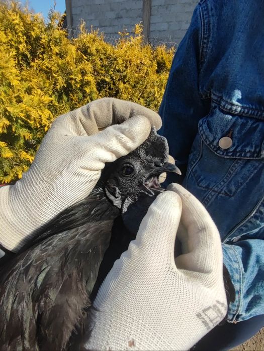 Ayam cemani - kurczaki oraz jaja lęgowe