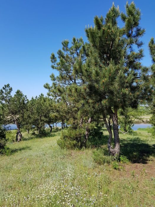 25 соток  в живописном месте, в лесу у реки. Калиновка Витовский р-н