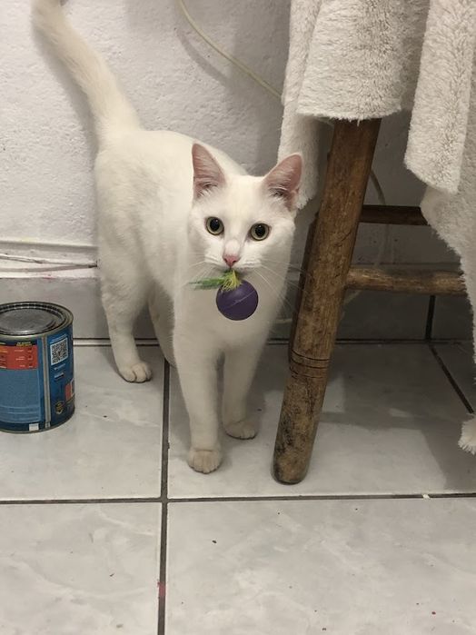 Pet Sitting/Walking; Creche e Estadia Familiar para cães/gatos Lisboa