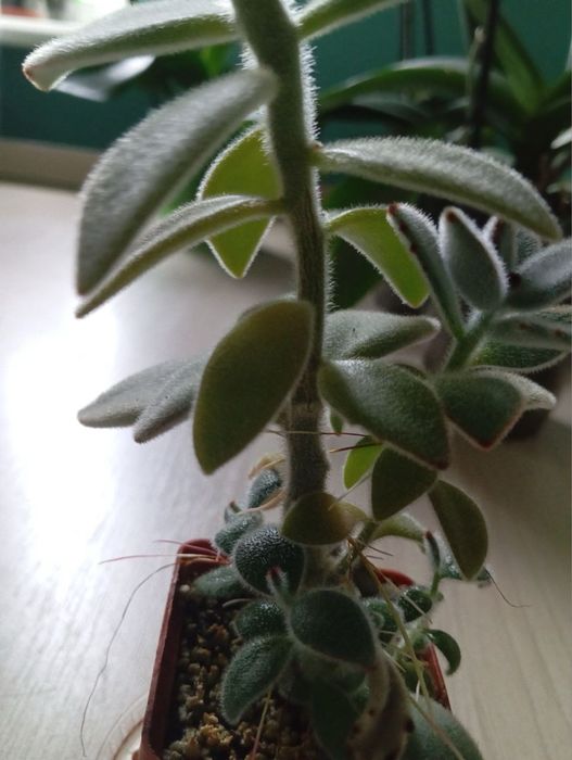 Каланхое войлочное