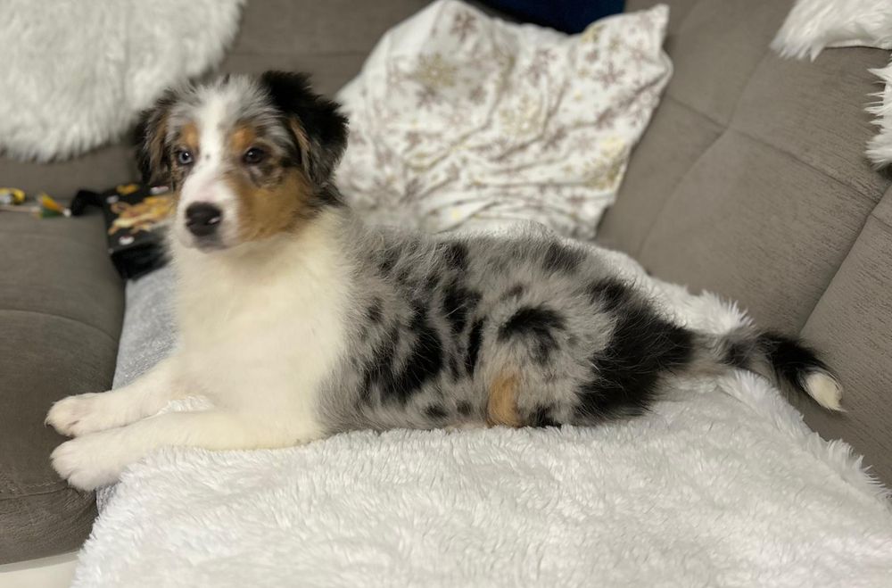 Owczarek Australijski typ amerykański suczka