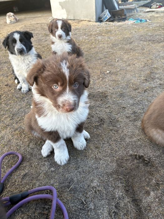 Piesek Border Collie