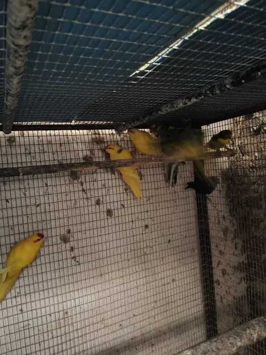 Kakarikis casais feitos muito bonitos