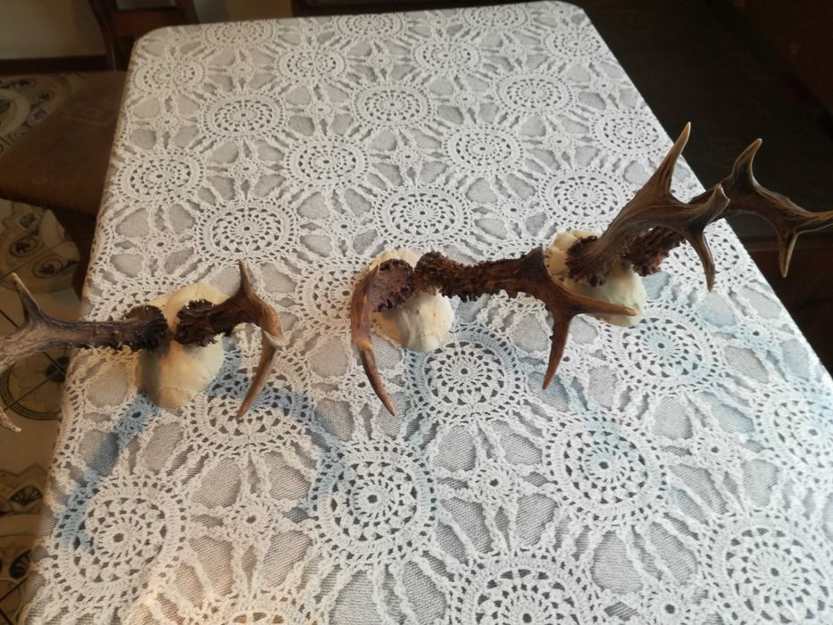 3 sztuki , ładnych kozłów