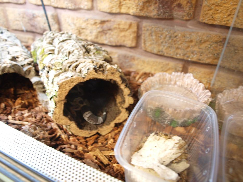 Gekon Lamparci młode