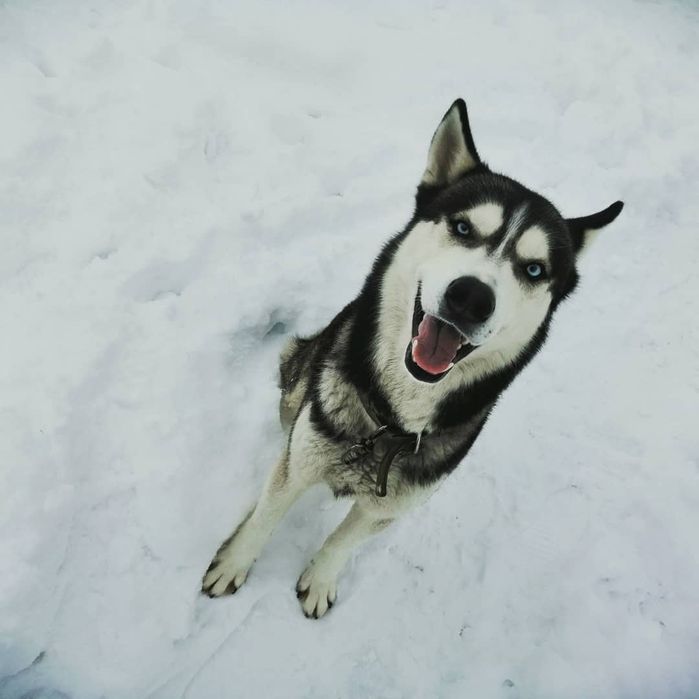 Хаскі, вязка, голубоокий красень шукає красуню для серйозних стосунків