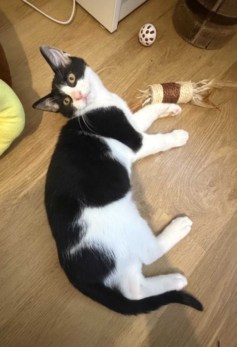 Simba - kotek do adopcji