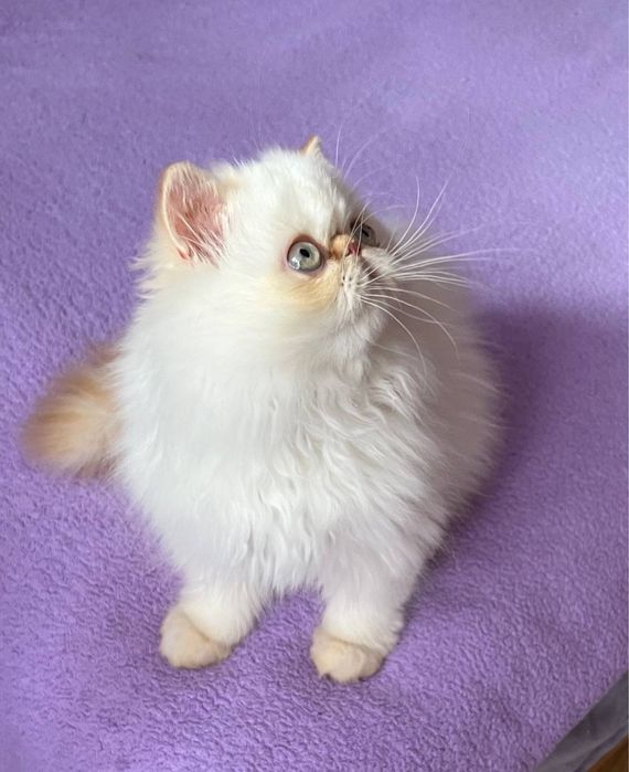 Кошеня персидське