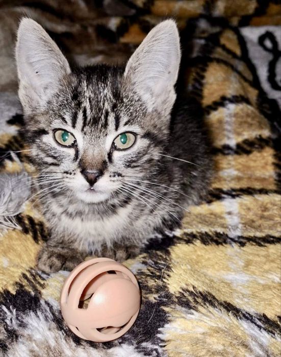 Не кішка — маленький домашній сфінкс у смугастій шубці