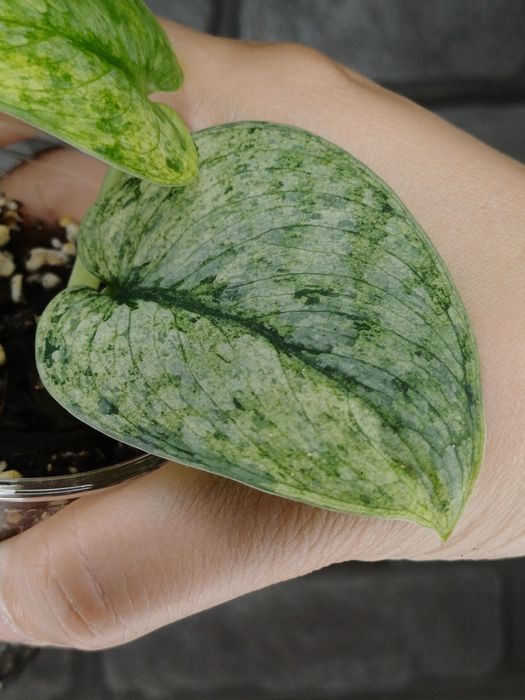 Scindapsus Dark Silver Cloud Variegata #2