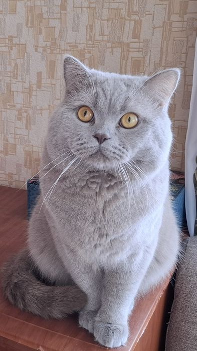 В'язка/злучка Шотландський кіт