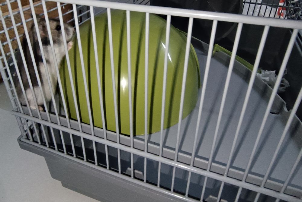 Hamster anão russo e gaiola