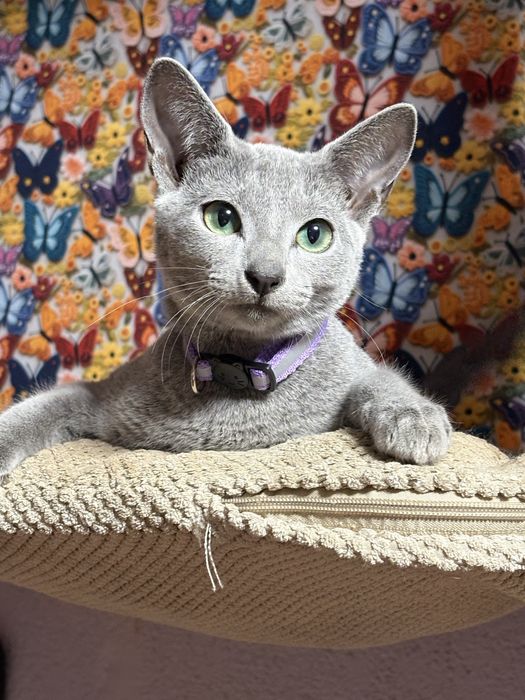 Kocurek rosyjski niebieski Monte