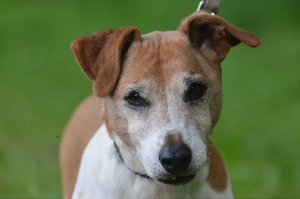 Maylo-do adopcji