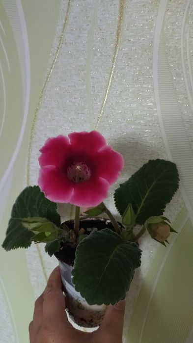 Глаксиния в пластиковом стаканчике