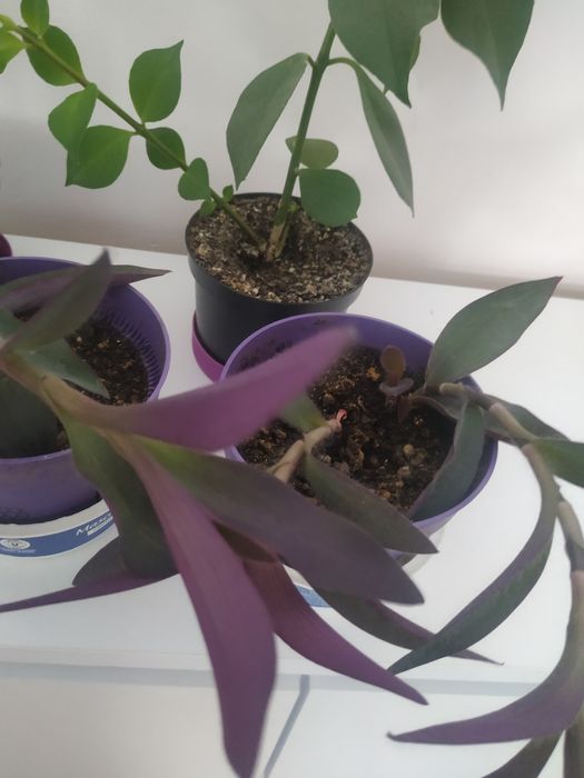 Kwiaty doniczkowe drzewka szczęścia