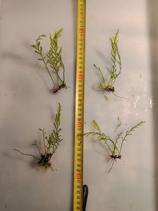 Bolbitis Heudelofii paproć wodna roślina akwariowa od 10zł