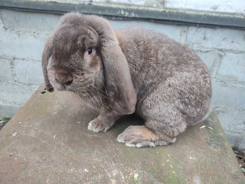 Baran francuski samiec