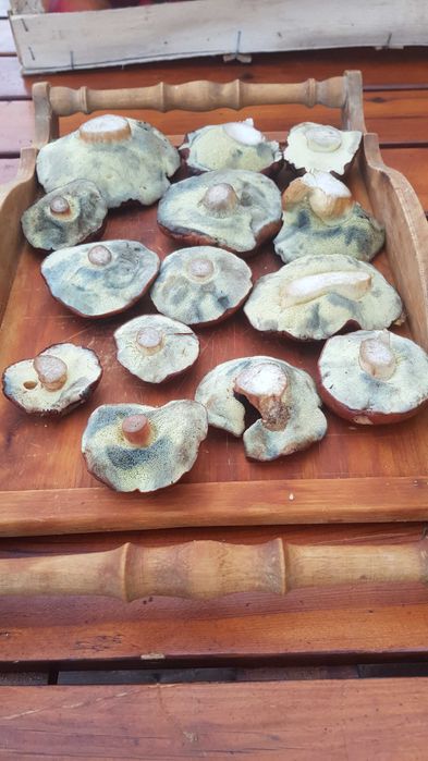 Podgrzybki suszone sprzedam