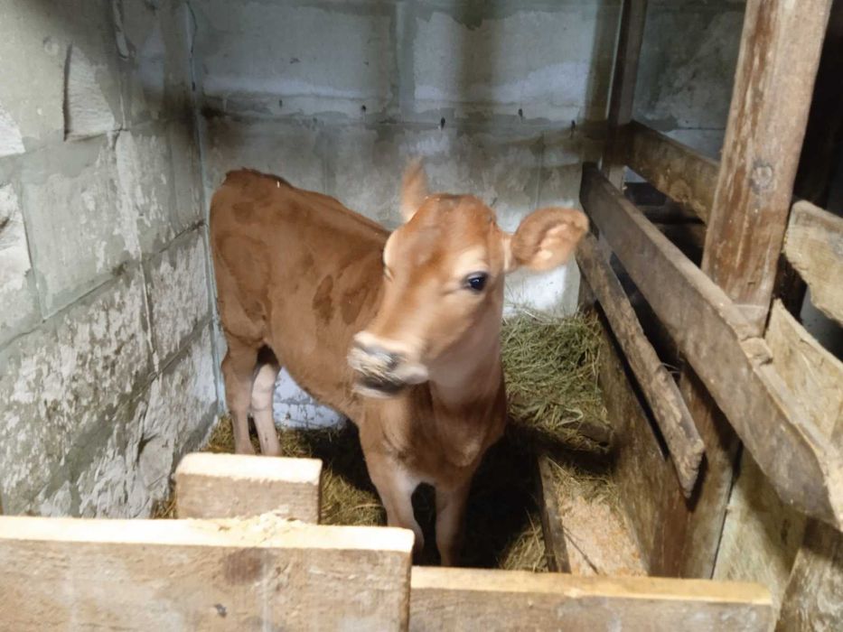 2 місячна теличку Джерсійської породи/Джерсі