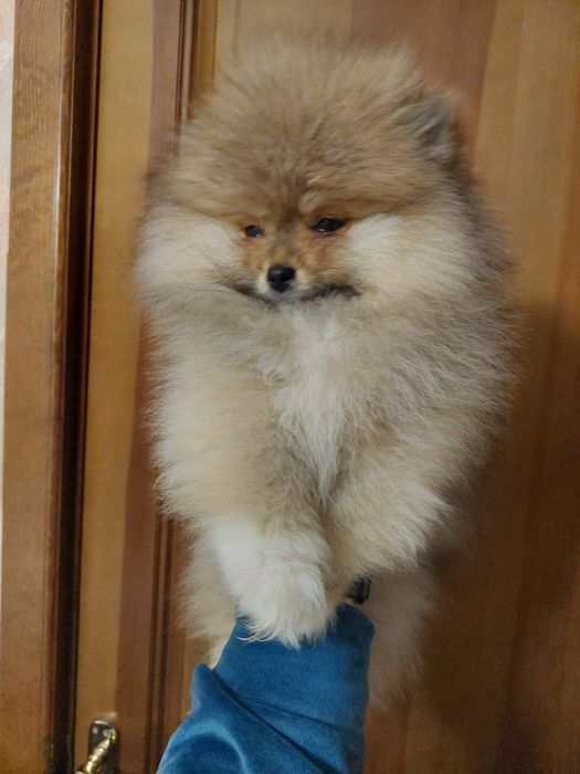 Подарок к 8 марта!Шикарные померанчики)