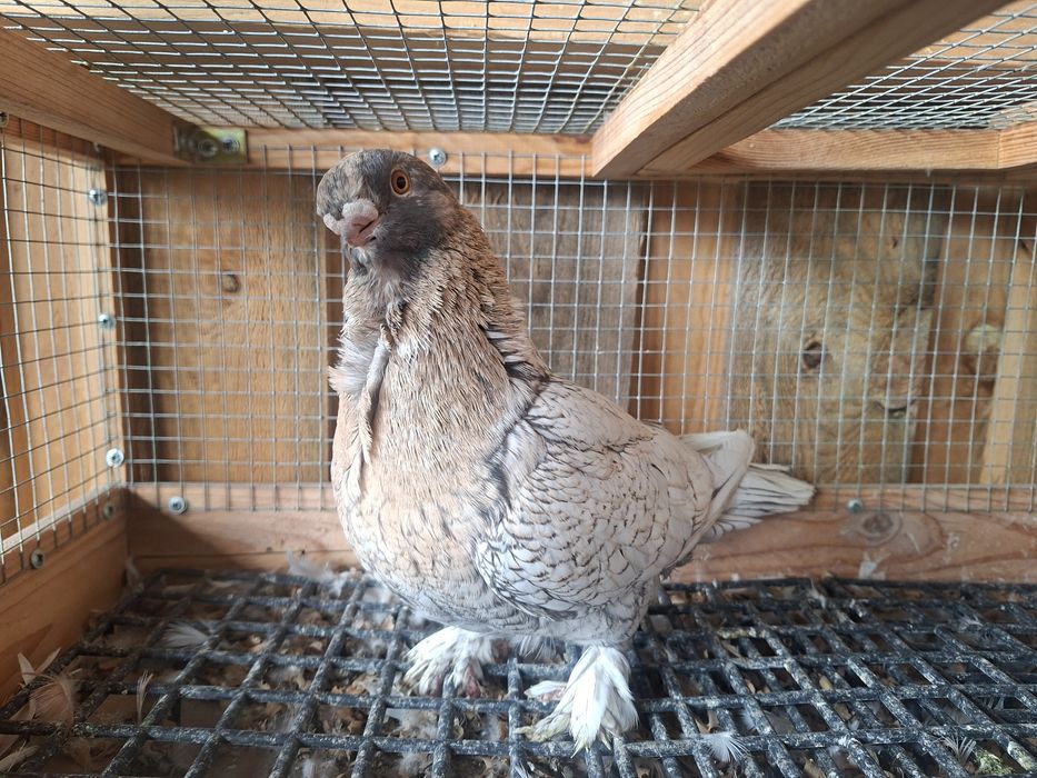 Mewka orientalna samica