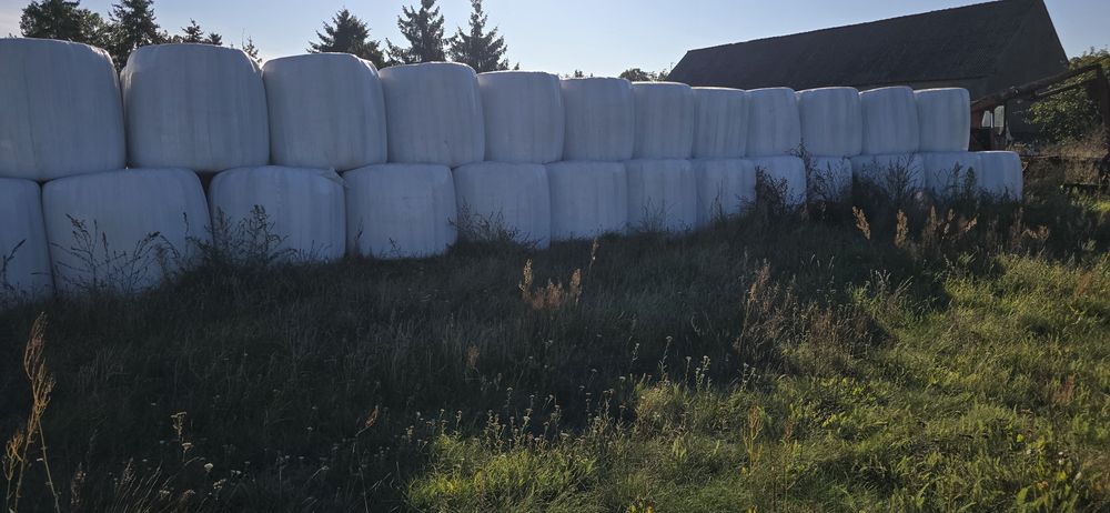 Kiszonka z zyta i wyki