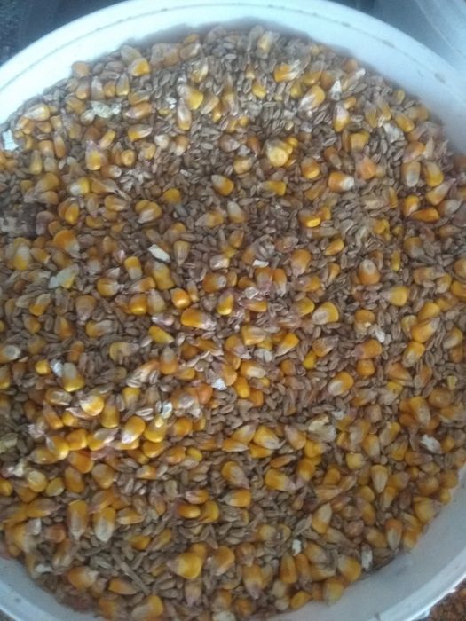 Kukurydza,pszenica opakowania 2 kg.