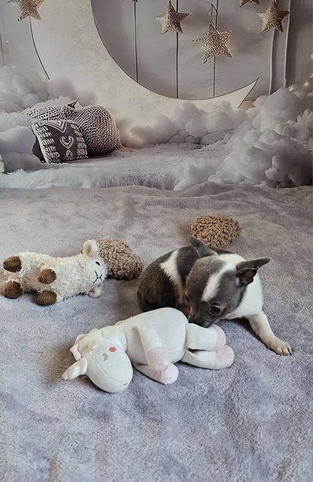 **Piesek niebieski z białym chihuahua**