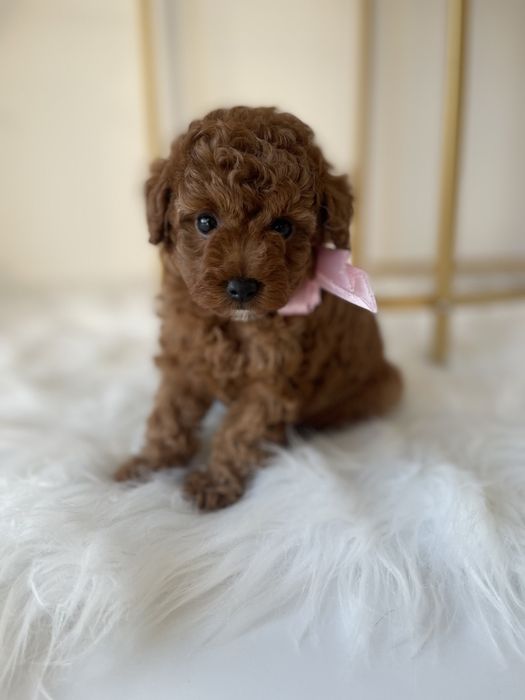 VIP Той-Пуделі — Гарантовано закохаєтесь з першого погляду