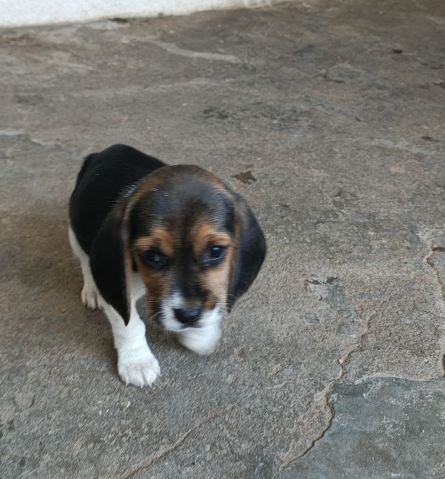 Beagle fêmea pura