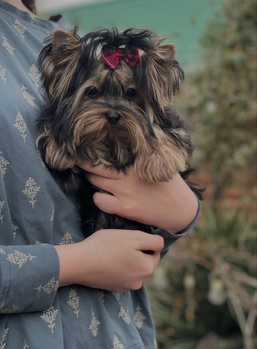 Йорки мини девочка