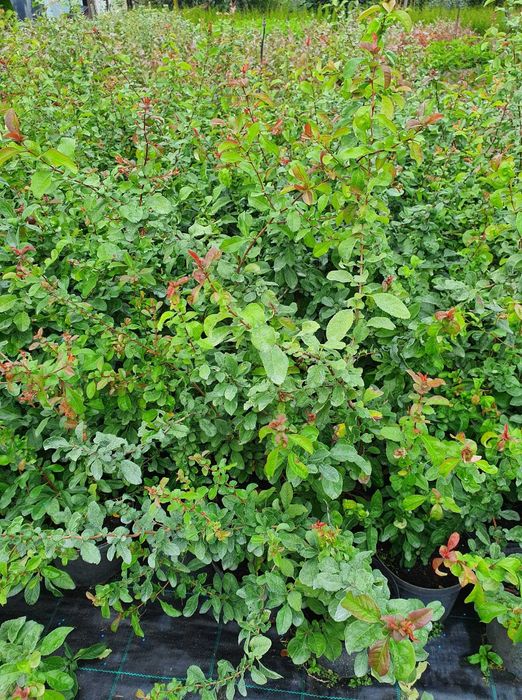 pigwowiec japoński zdrowie w Twoim ogrodzie