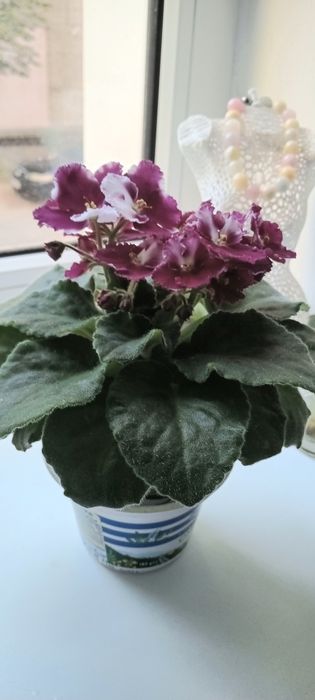 Продам цветущую фиалку