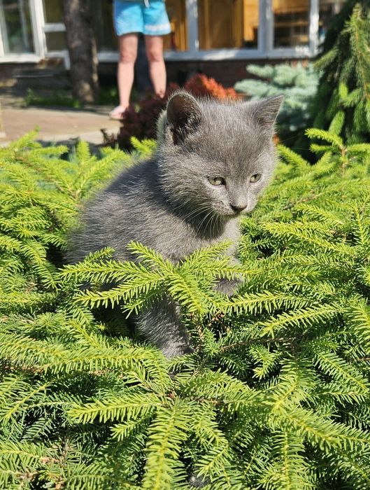 Котик шотландський