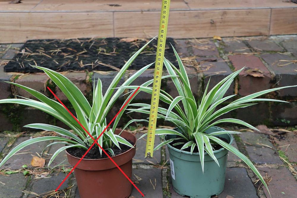 Zielistka 'ATLANTIC' (jedna sztuka)