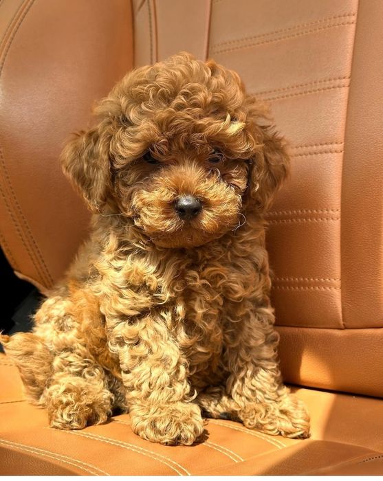 Той пудель хлопчик