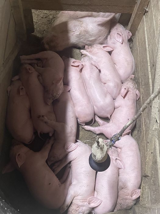 Продаються поросята : Свиноматка Ф1, кнур Петрен, Дюрок, максимус