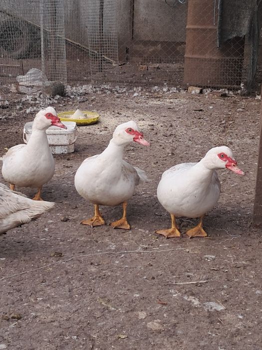 Продам індокачок сім'ї, або роздріб