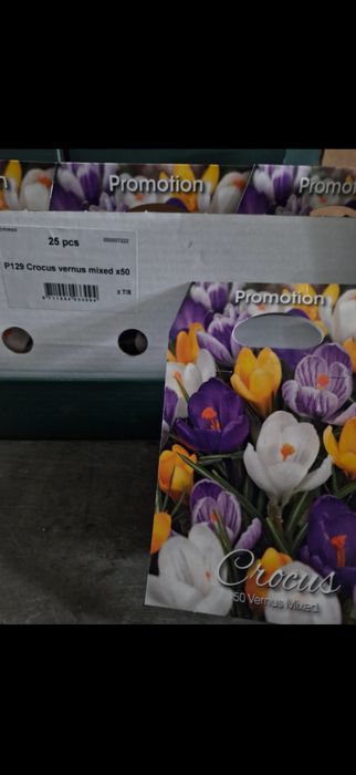 Цибулини квітів оптом
