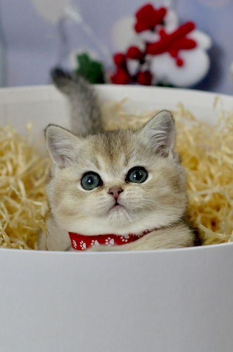 Кошенята золоті британські