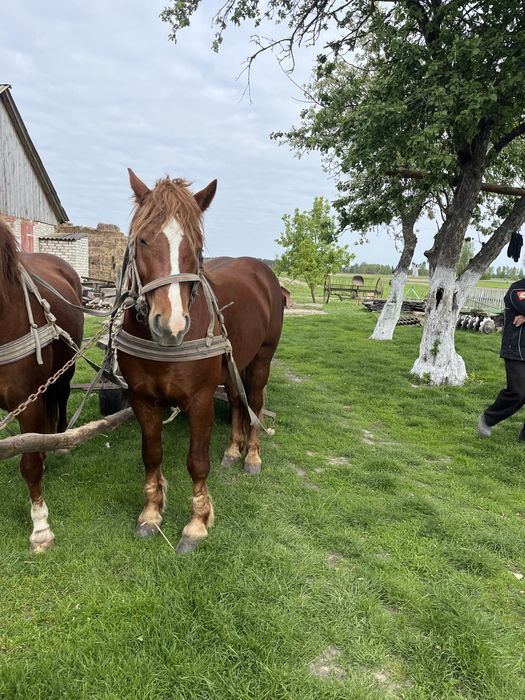 Продам жеребця 2,11роки