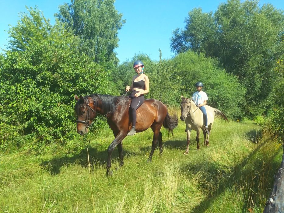 Małopolak 5 lat wydoki spokojny bryczka siodlo